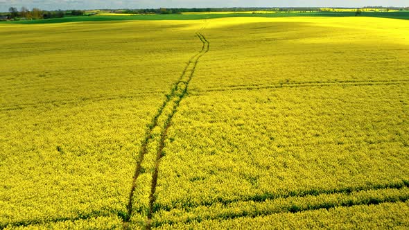 Yellow rape fields with tractor tracks to horizon