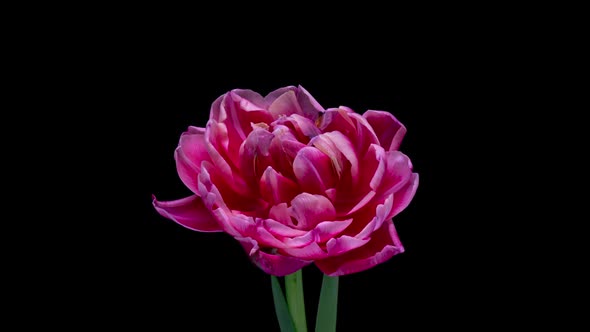 Peony Tulip Blooms Time Lapse on a Black Background  Video