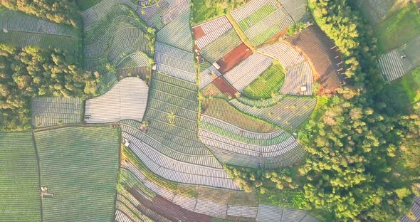 Aerial flyover beautiful vegetable plantation in different colors and pattern during sunny day - Cen