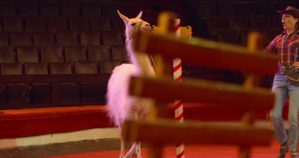 Cute Lama Is Walking on Stage Alongside Its Trainer Circus Show