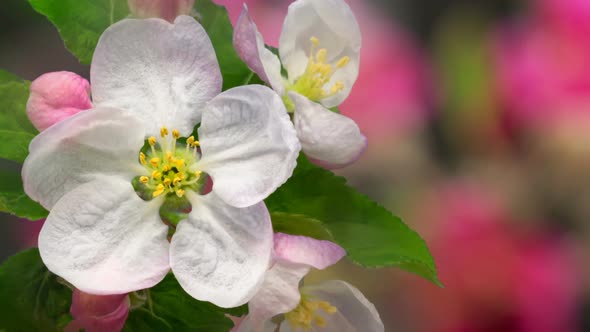 Apple Blossom Timelapse on Black