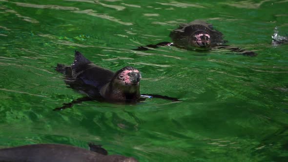 Animal Penguin In Green Pure Water