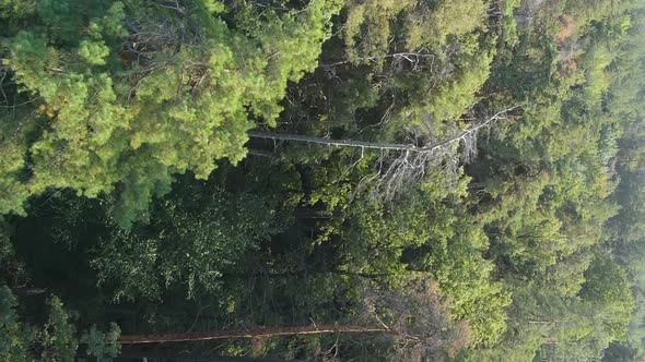 Vertical Video Aerial View of Trees in the Forest