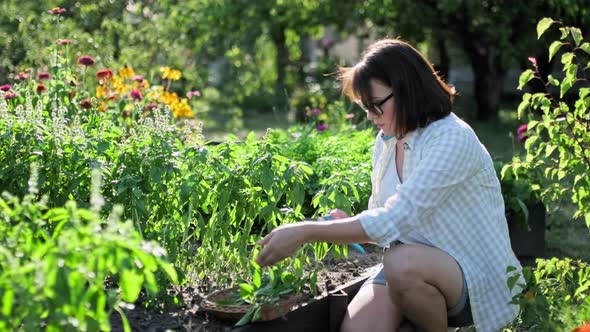 Woman Harvesting Fragrant Basil Cutting Plants with Secateurs in Summer Garden