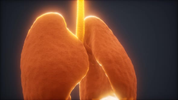 3d Animation of Human Lungs