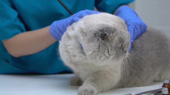 Vet Listening Cat Lungs and Heart Rate With Stethoscope, Risk of Hairball