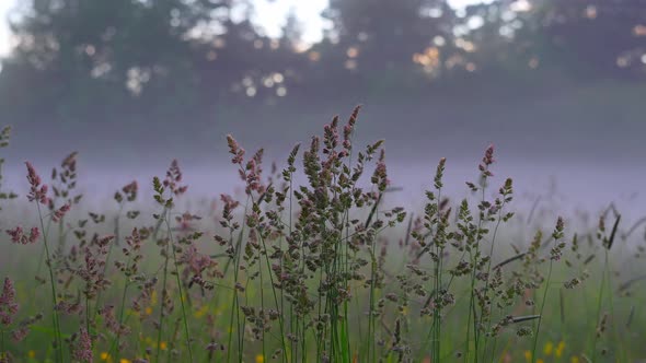 Peaceful morning field mist with Dactylis glomerata plant on foreground