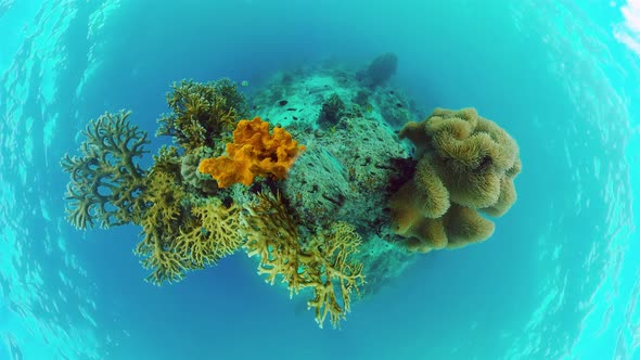 Coral Reef with Fish Underwater. Bohol, Philippines.