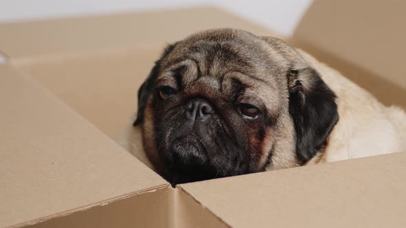 Cute pug in carton box. Dog in cardboard box on white background.