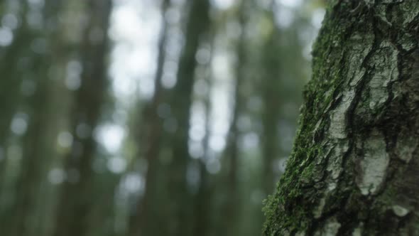 Moss Covered Tree Bark In Forest