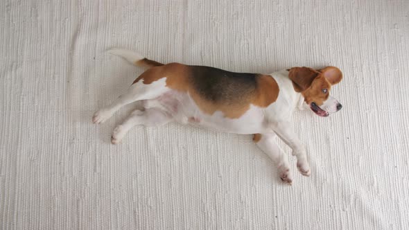 Dog Beagle Sitting at Home on the Floor and Executes Somersault Team