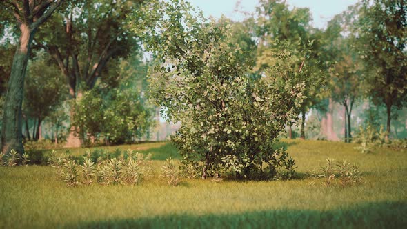 Landscape Lawn in a Park with Trees and Fresh Grass