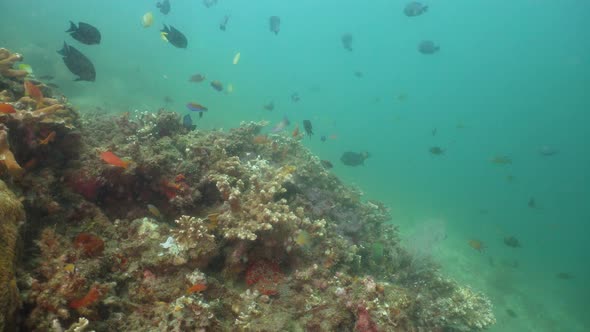 Coral Reef and Tropical Fish. Bali, Indonesia