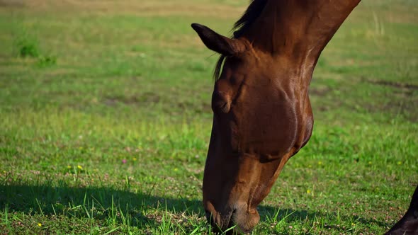 Horse's Eyes Blink Closeup the Horse's Muzzle Copy Space