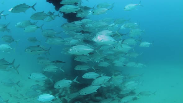 Schooling fish swimming along a underwater pipeline