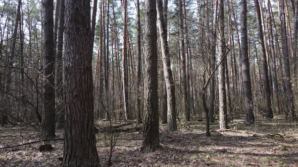 Forest Landscape Aerial View Slow Motion