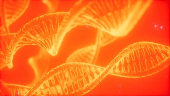 Structure of the DNA Double Helix Animation