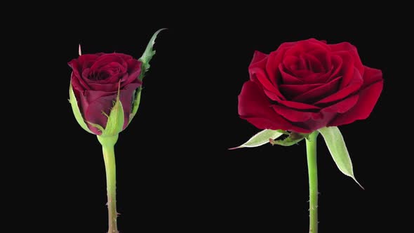 Time-lapse of opening and dying red Valentino roses