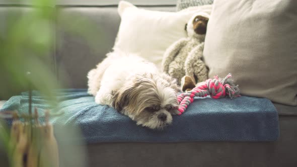 Tired Boomer dog resting on sofa, medium shot