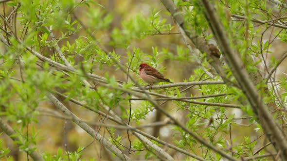 An orange small bird resting on a tweak and fly off.