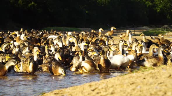 group flock of duck swimming in natural forest pond