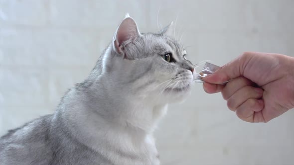 Cute Fat Scottish Cat Licking Snack From Owner Hand