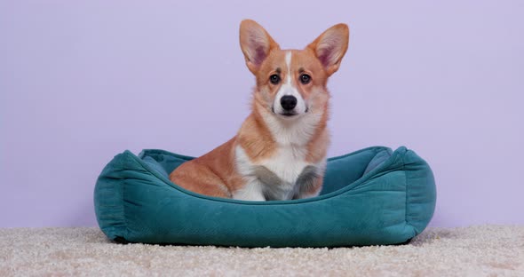 Adorable Welsh Corgi Pembroke or Cardigan Puppy is Sitting in a Cozy Blue Bed for Pets Front View