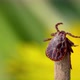 Male Bloodsucking Mite Crawling on a Dry Blade of Grass Outdoors Macro - VideoHive Item for Sale