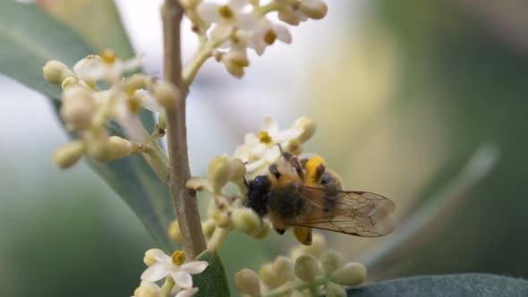 Bee Flower Slow Motion