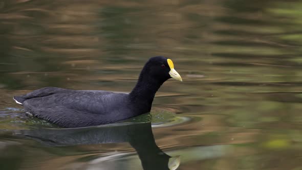 White-winged coot takes leisurely swim on dam; tracking left to right, daylight