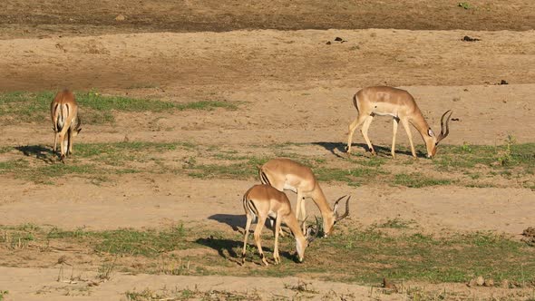 Impala Antelopes Grazing - Kruger National Park