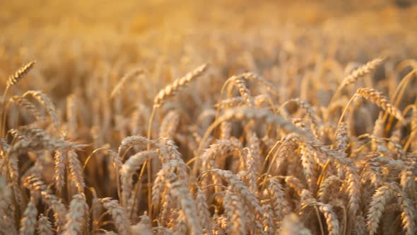Ripe Wheat Field Closeup in the Rays of the Setting Sun