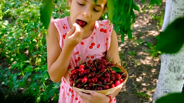 A Child Harvests Cherries in the Garden