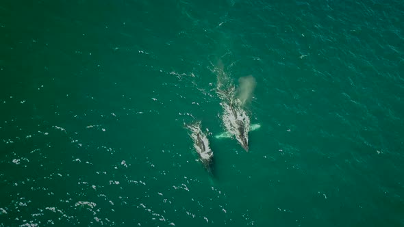 Aerial view of Humpback whales in Costa Rica.