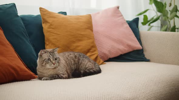 Cat Lying on Sofa Closeup Scottish Fold Portrait