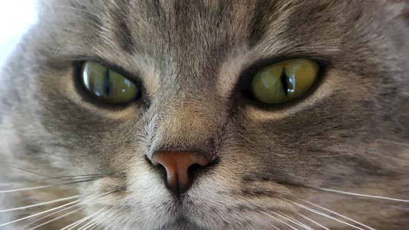 Cat's Snout Close Up