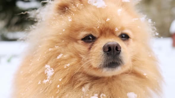 Pomeranian with yellow fur sitting on the snow and rising paw on the backyard