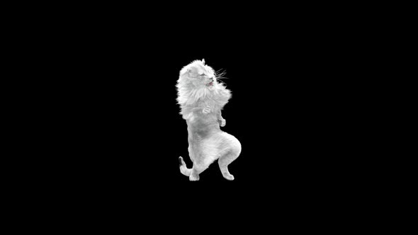 White Lion Dancing HD