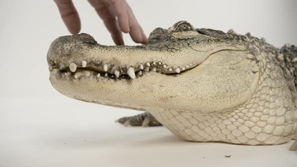 Handler petting an american alligator on the snout