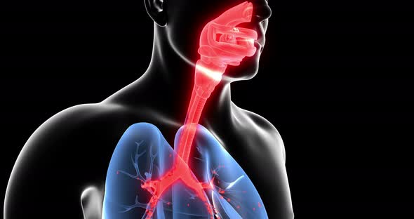 Infection of the Human Respiratory System