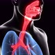 Infection of the Human Respiratory System - VideoHive Item for Sale