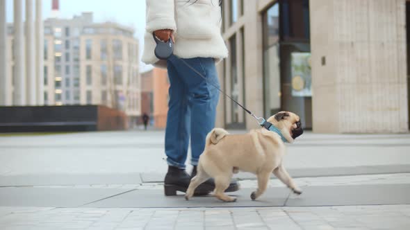 Dog Walker Strides with His Pet on Leash While Walking at Street Pavement