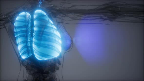 Human Lungs Radiology Exam alt