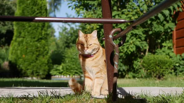 Red Cat Resting Lying in the Garden in Summer. Cat Plays Outside. In the Sun