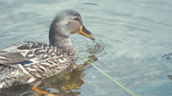 Female mallard duck eating food in shallow water with her ducklings