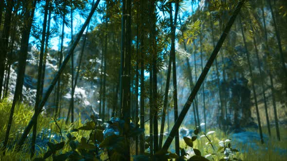 Asian Bamboo Forest with Sunlight