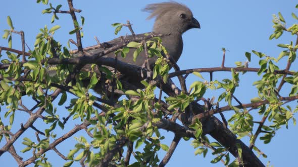 Grey go-away-bird in a tree at Naye-Naye Concession Area 