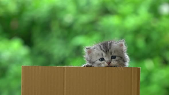 Cute Persian Kittens Playing In A Box