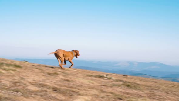 Happy Hungarian Vizsla Dog Running in Mountains in Sunny Day