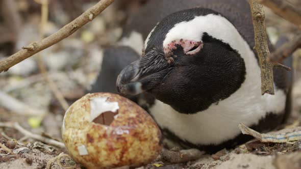 Cute Penguin Portrait